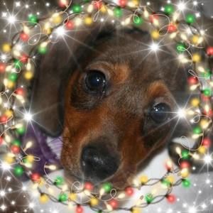 Meet your Posher, Pam